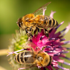 Sticker - Nature's Choreography: A Bee's Delicate Visit to a Burdock Flower