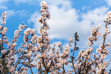 Poster - Almond blossom