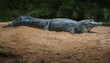 Yacare Caiman (Caiman yacare) - Pantanal Alligator