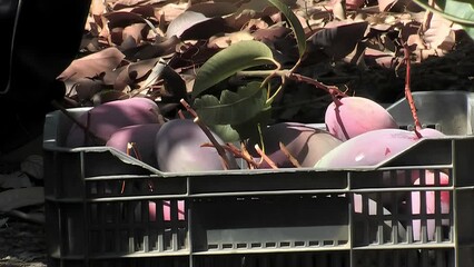 Canvas Print - Mangoes freshly harvested in a box