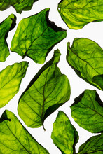 Pattern of dehydrated basil leaves