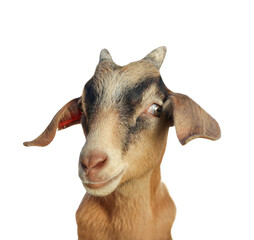 Poster - Cute goat isolated on white. Farm animal