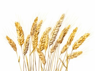 Exquisite Wheat Illustration: A Glimpse into Nature's Bounty on a Pristine White Background Generative AI