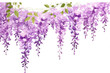 Plant floral background spring purple garden blooming blossom flowers nature violet blue wisteria