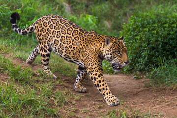 A jaguar walks through the jungle of South America.