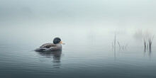 On A Misty Grey Lake, A Lone Duck Paddles Gently, Creating Ripples