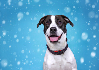 Wall Mural - Cute photo of a dog in a studio shot on an isolated background