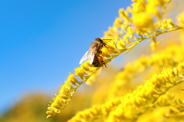 Poster - Honeybee collecting nectar from yellow flower outdoors against light blue sky, closeup. Space for text