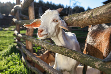 Wall Mural - Cute goats inside of paddock at farm