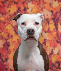 Wall Mural - Cute photo of a dog in a studio shot on an isolated background