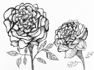 Two blooming roses hand drawn with black ink on paper,art design