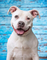 Wall Mural - studio shot of a cute dog on an isolated background