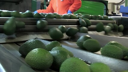 Wall Mural - Industrial conveyor with avocados in a industrial line of manipulation