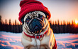 Adorable pug dog in red hat on winter sunset background