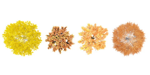 Poster - set of Autumn red,Poplar,Beech,Ginkgo trees rendered from the top view, 3D illustration, for digital composition, illustration, 2D plans, architecture visualization