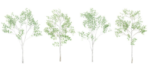Poster - Silver birch Trees isolated on white background, tropical trees isolated used for design, advertising and architecture
