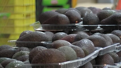 Poster - Trays of ripe hass avocados in a packaging industrial line