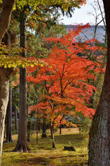 Poster - 南禅寺の紅葉