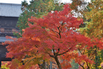 Poster - 南禅寺の紅葉