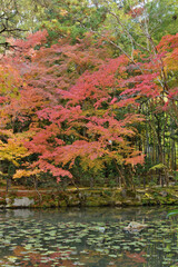 Poster - 天授庵の紅葉