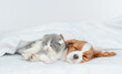 Cozy sleepy Cavalier King Charles Spaniel hugs tiny kitten on the bed at home