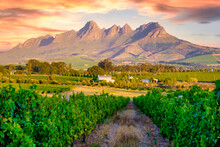 Vineyard Landscape At Sunset With Mountains In Stellenbosch, Near Cape Town, South Africa. Wine Grapes On Vine In The Vineyard At Stellenbosch