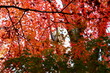 紅葉。秋の東京・世田谷の風景。砧公園にて。