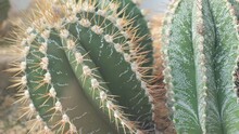 Close-up Of A Green Cactus With Large Needles In A Botanical Garden. Plants Are Common In Deserts