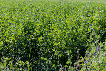 Wall Mural - field with grass for harvesting fodder for cows