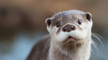 Cute Close Up Portrait Of An Asian Or Oriental Small Clawed Otter (Aonyx Cinerea). Generative Ai