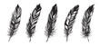 Feathers hand drawn sketch style, set on white background.