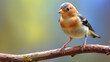 A Goldfinch On A Tree Branch Blurry Background