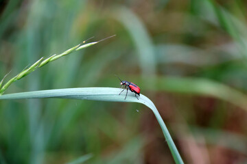 Sticker - petit insecte rouge