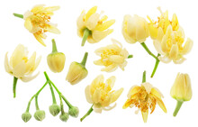 Collection Of Linden Flowers On White Background. File Contains Clipping Paths.