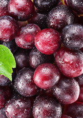 Wall Mural - Cluster of red table grape covered with small water drops close up. Food backgroud.