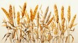 Ears of grain. Farm life watercolor illustration. Agriculture art.