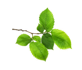 Wall Mural - branch of fresh green elm-tree leaves isolated on white or transparent background