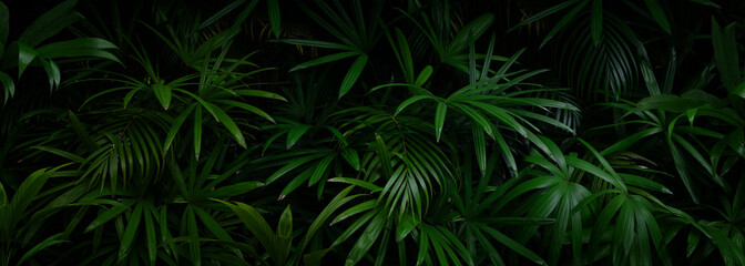 Canvas Print - Tropical leaves background in the rainforest