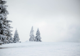 Wall Mural - snowy fir trees in winter mountains