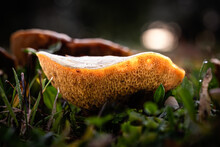 Suillus Collinitus Mushroom, A Species Of Slippery Jacks Mushrooms, Growing Through The Leaf Mould Of A Forest Floor In The Dordogne Region Of France