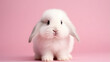 Front view white cute baby holland lop rabbit standing pink background. Lovely rabbit. generative ai