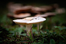 Poison Pie Mushroom, A Species Of Bitter Poisonpie, Growing Through The Leaf Mould Of A Forest Floor In The Dordogne Region Of France