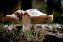Blewit Mushroom, A Species Of Blewits, Growing Through The Leaf Mould Of A Forest Floor In The Dordogne Region Of France