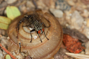 Wall Mural - Close up The housefly insect on snail dead