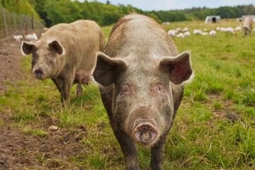 Wall Mural - Eco pig farm in the field in Denmark