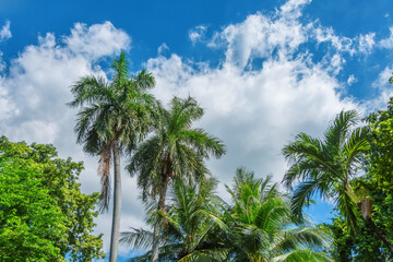 Wall Mural - Palm trees and other trees against a background of tropical sky and clouds.