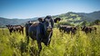Black angus cattle on grassland farms..