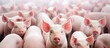 In the world of agriculture and agribusiness, farm animals such as pigs play a crucial role in the economy, as their breeding and livestock promotion contribute to the production of pork, a favorite