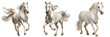 Collection of white arabian horses running isolated on a white background