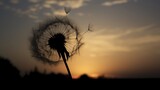 Fototapeta Dmuchawce - The silhouette of a dandelion puff against the setting sun, seeds poised for flight in the gentle breeze